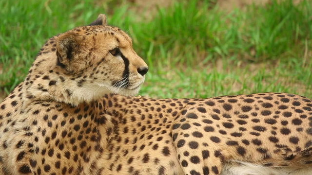 Cheetah