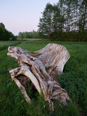Fototapeta na wymiar Weathered tree stump on a field