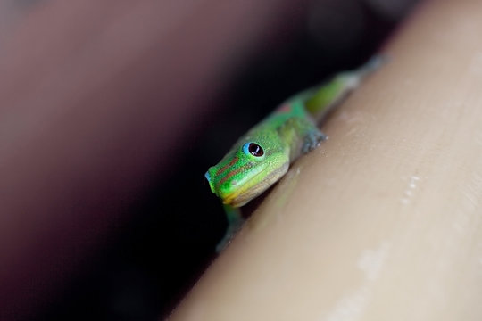 Staring Lizard