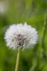 close up of Dandelion on background green grass