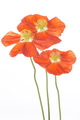 Obraz premium trzy kwiaty maku kukurydzianego