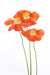 drei klatschmohnblüten