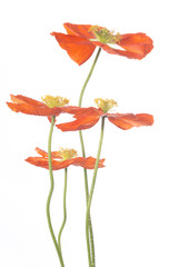 vier klatschmohnblüten