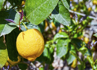 a lemon at a blooming garden