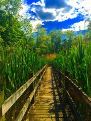 Fototapeta premium A boardwalk cuts through the forest 