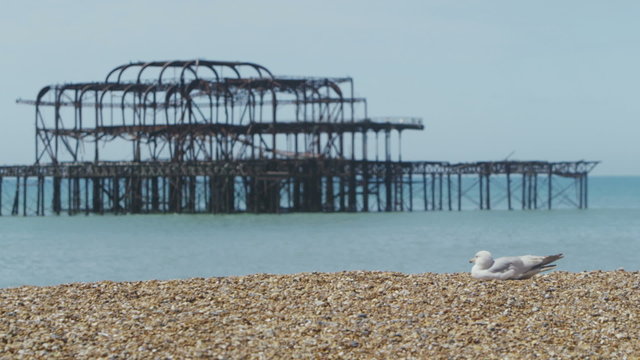 Seagull resting in the foreground of West Pier at Brighton Beach
