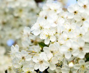 Beautiful white flower with amazing blossoms