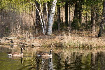 Naklejka na ściany i meble Two Canadian Geese on a Pond