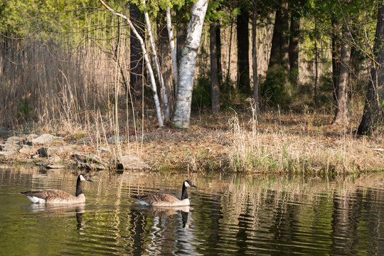 Two Canadian Geese on a Pond