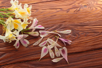 leaves and white threads alsromerii