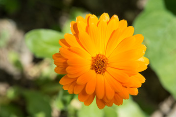 Orange Ringelblume