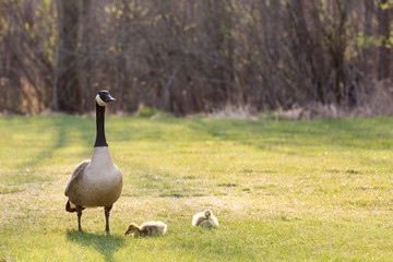 Backlit Canadian Goose with Two Baby Geese