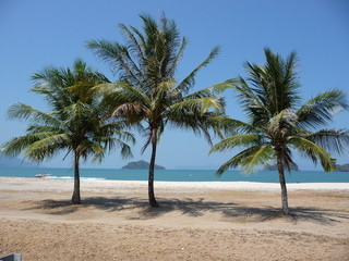 Drei Palmen am weissen Sandstrand mit blauem Meer im Hintergrund