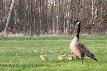Mother Goose and Her Babies