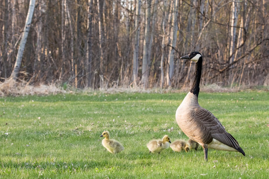 Mother Goose and Her Babies