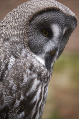 Bartkauz, Strix nebulosa