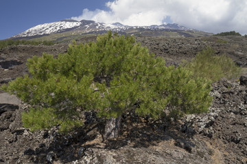 Mount Etna landscape