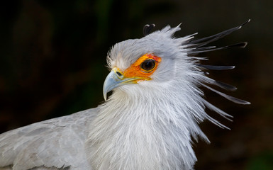 Portrait of a Secretary Bird of Prey