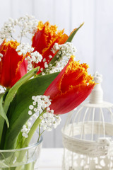 Beautiful orange tulips and Gypsophila paniculata (Baby's-breath