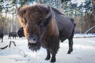 Cercles muraux Bison aurochs in winter forest