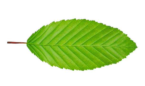 hornbeam leaf isolated on white background