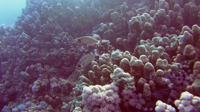  lunar-tailed bigeye (Priacanthus hamrur) Red sea 