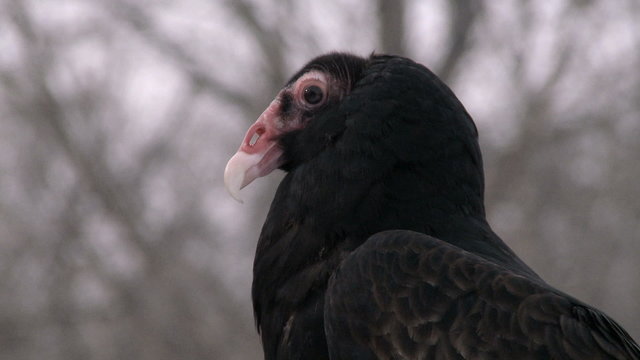 Close up on a turkey vulture looking around.