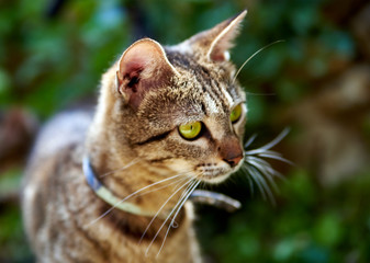 Obraz premium Cat with green eyes