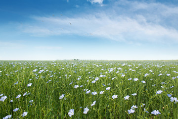 A field of blue flax blossoms