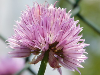 Allium schoenoprasum