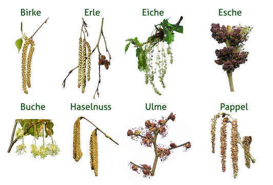 Allergie Baumbl&uuml;ten
