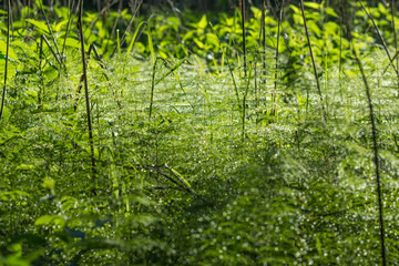 dew drops glisten in the needles of horsetail