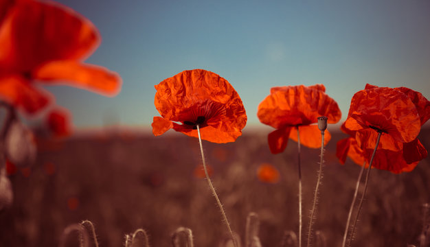 red poppies at summer meadow