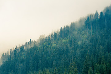 Fog covering the mountain forests.