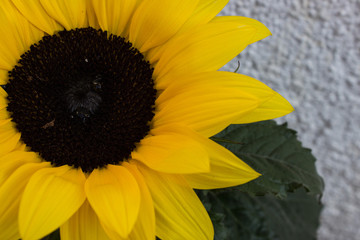 Sonnenblume vor weißem Hintergrund