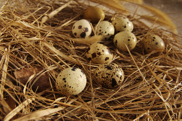 Quail eggs in a nest from a dry grass