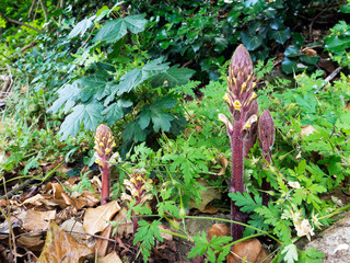 Orobanche hederae, Ivy Broomrape. Parasitic plant.