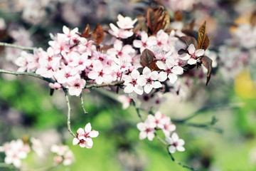 Blooming tree twigs with pink flowers in spring