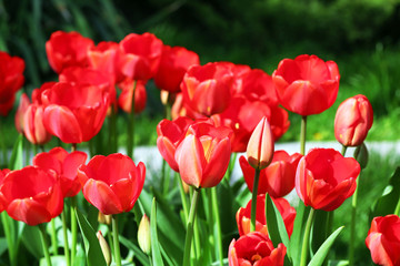 Beautiful tulips blooming in garden