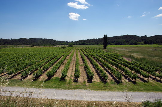 Sommi&egrave;res -vignobles du gard