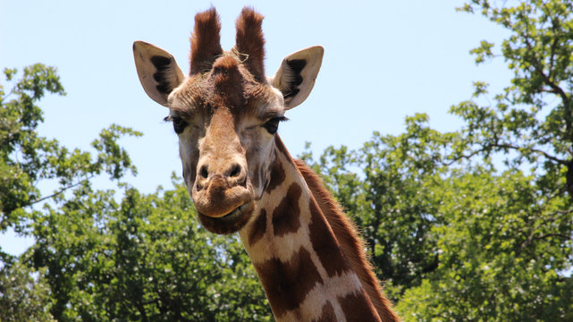 Giraffe watching you