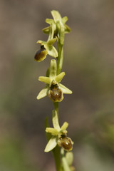 Kleine Spinnenragwurz, Ophrys araneola