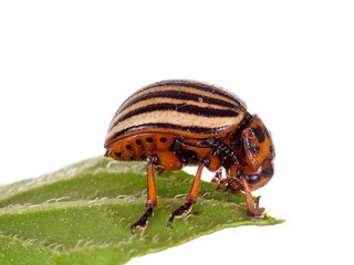 Colorado potato beetle much magnified. Studio isolated.