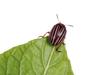 Colorado potato beetle, feeding, studio isolated on white.