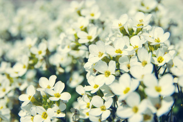 White spring flowers. Flower background