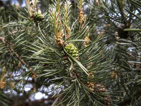 pine branch  in the spring