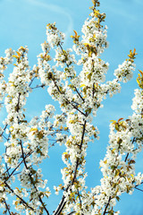 Spring blossom