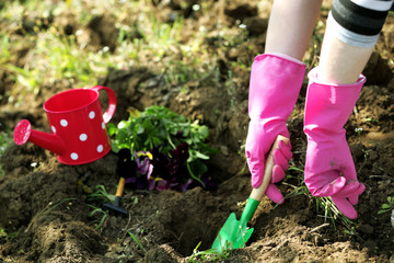 Fototapeta premium Female hands in pink gloves planting flowers, close-up