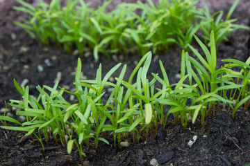 Gemüse im Garten selbst anbauen