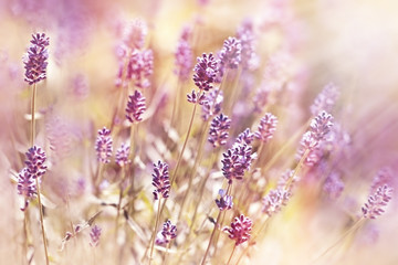 Beautiful, beatiful lavender flower